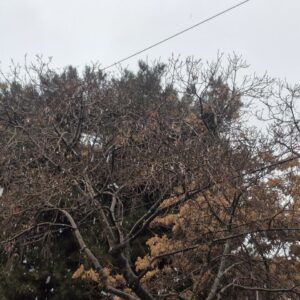 آغاز بارش برف در مشهد