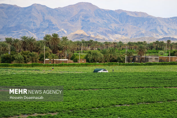 زیبایی طبیعت هشتبندی هرمزگان پس از باران