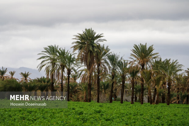 زیبایی طبیعت هشتبندی هرمزگان پس از باران