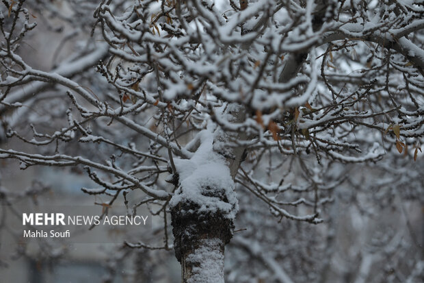 برف پاییزی در  اراک