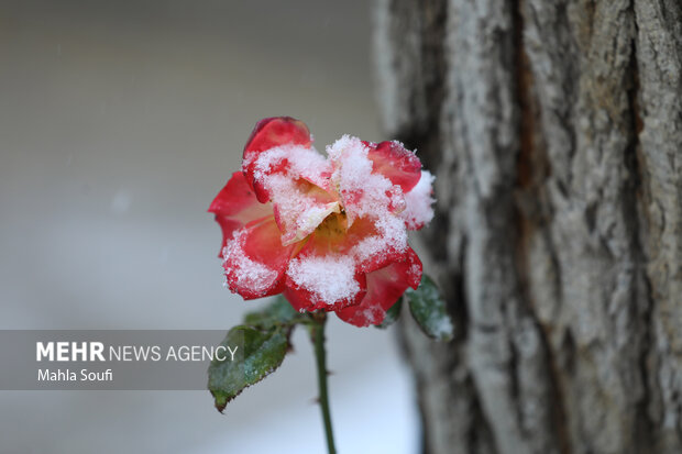 برف پاییزی در  اراک