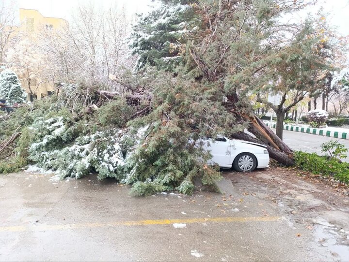سقوط درخت ۲۰ متری بر روی خودرو در بلوار باهنر مشهد