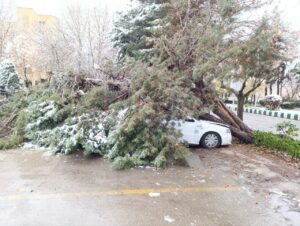 سقوط درخت ۲۰ متری بر روی خودرو در بلوار باهنر مشهد