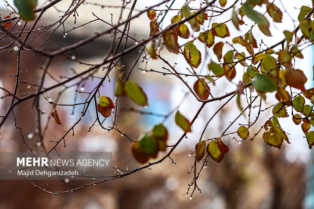 بارش باران پاییزی در یزد