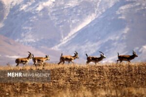 فیلم هجوم آهوان موته قدیمی است؛پایداری وضعیت حیات‌وحش منطقه