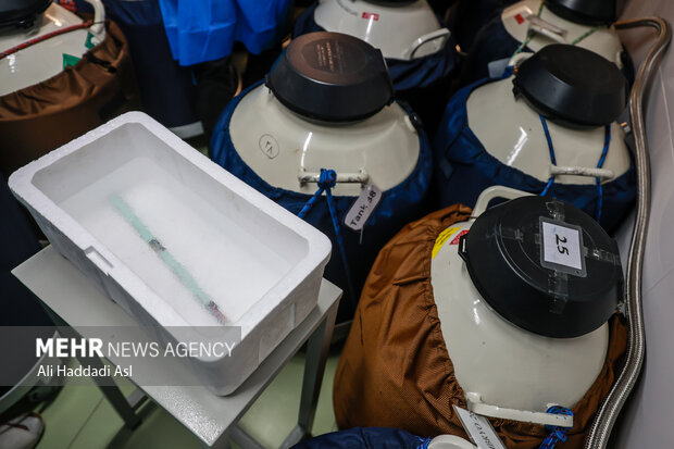 کیت های منجمد جنین که در آب هیدروژن نگهداری و مراقب می شوند