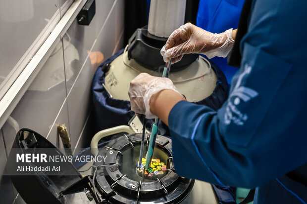 کیت های جنین منجمد باید در شرایط دمایی و محیطی خاصی قرار داشته باشند تا زنده بمانند و اگر در بیش از یک بازه زمانی اندک بیرون از تانکر و در مجاورت هوا قرار بگیرند از بین می روند