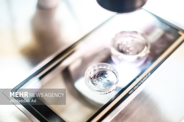 در ابتدا و قبل از استفاده از جنین، قطره های مایع ای مخصوص روی ظروف قرار می گیرند تا بتوان جنین را در داخل آنها گذاشت