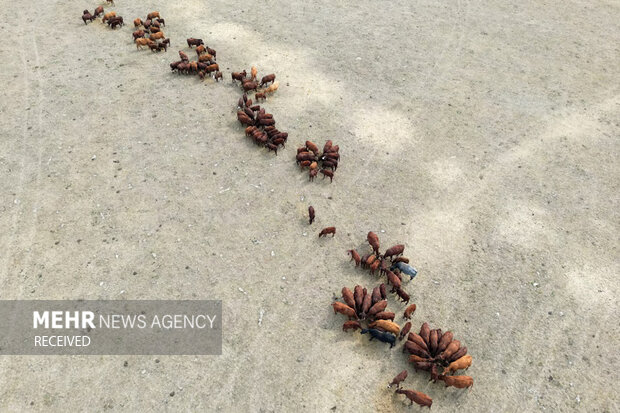 ۲۰۲۵ از بالا: بهترین عکس‌های هوایی سال