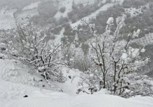 بارش برف در شهر محلات