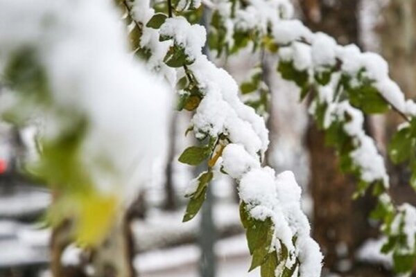 آغاز بارش برف در کوی سردشت شهر اراک