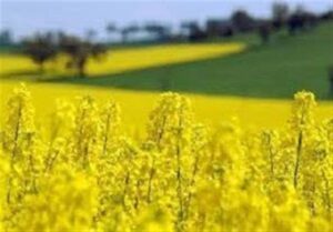 سد بزرگ ارز ترجیحی بر تولید داخل نهاده‌های دامی برداشته شد