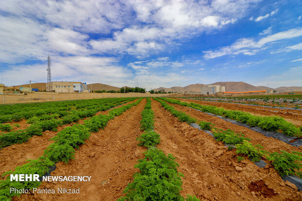 محصولات کشاورزی آب بر در الگوی کشت حذف می‌شوند