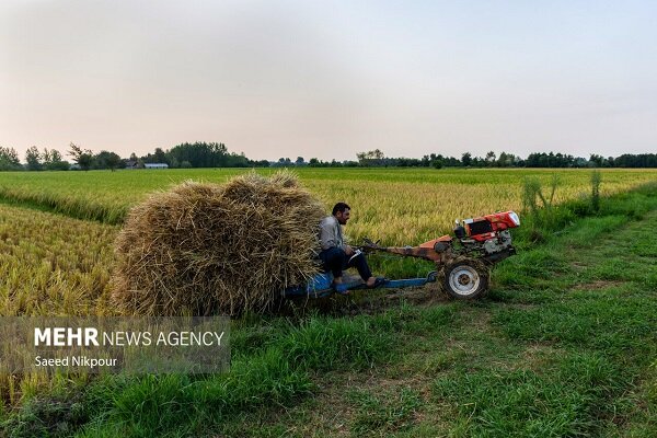 بهجت حقیقی: ۱۲ درصد محصولات کشاورزی کشور در فارس تامین می‌شود