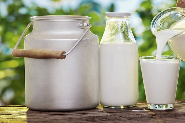 دولت باید برای شیرهای تولیدی فکر عاجل کند