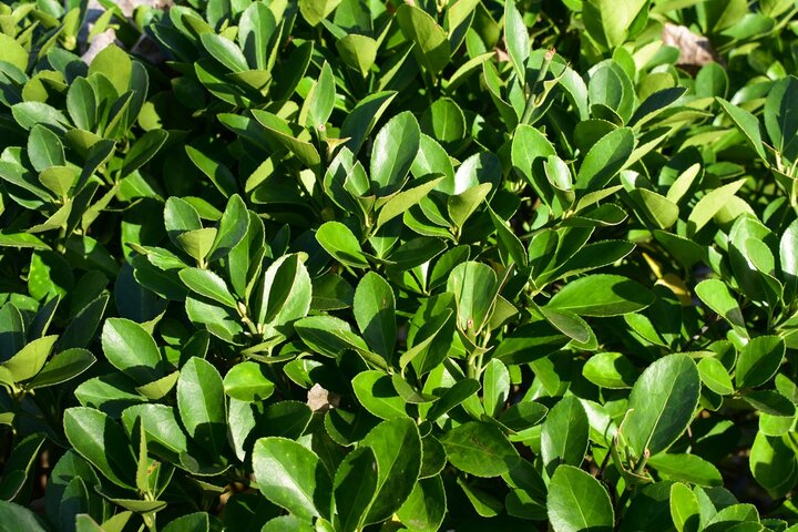 کشمیری: شمشادهای حاشیه معابر بجنورد حذف می‌شوند